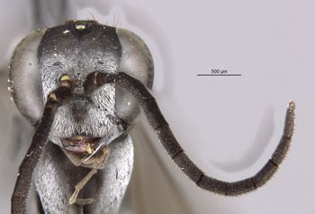 Media type: image;   Entomology 29322 Aspect: head frontal view